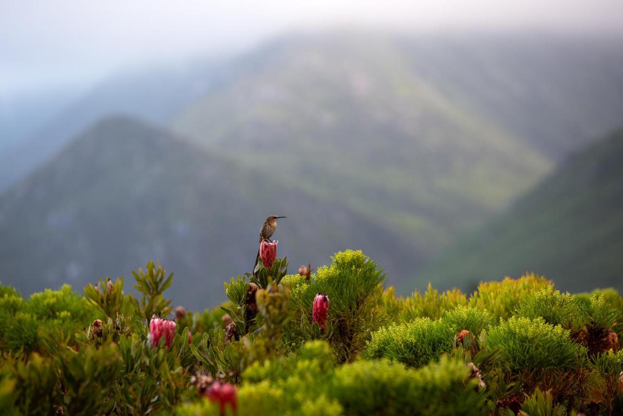 Honeyrock Cottages Kleinmond Exteriér fotografie
